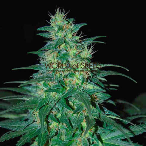 World of Seeds - S. African Kwazulu